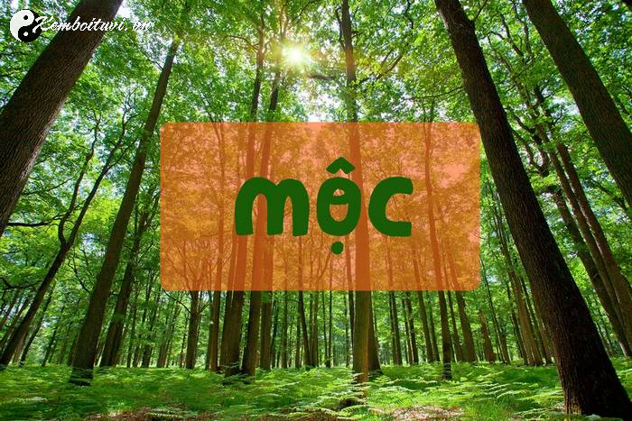 Mệnh Mộc Hợp Mệnh Gì? Bí Quyết Vận Mệnh Cho Người Mệnh Mộc