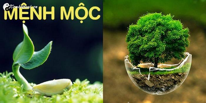 Mệnh Mộc Hợp Mệnh Gì? Bí Quyết Vận Mệnh Cho Người Mệnh Mộc