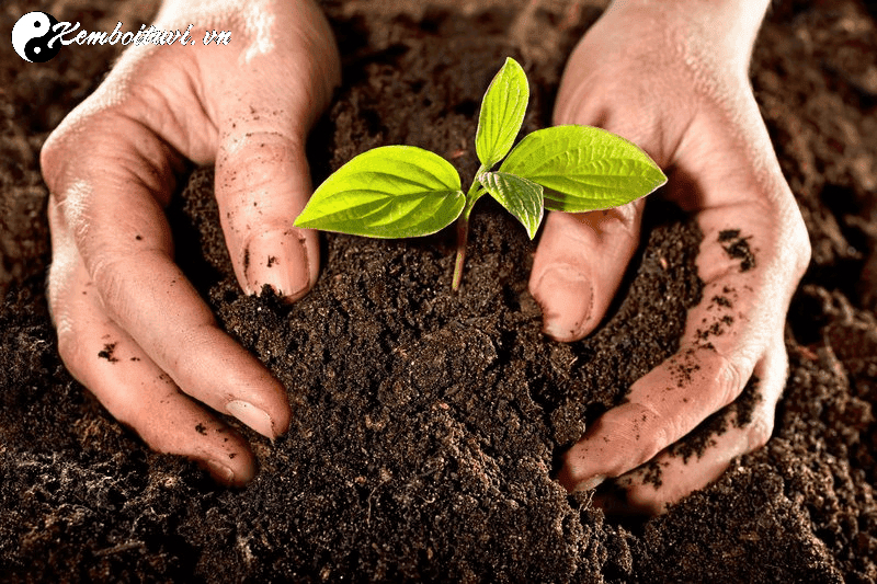 Mộc Khắc Thổ: Hiểu Đúng Để Hóa Giải Hợp Lý