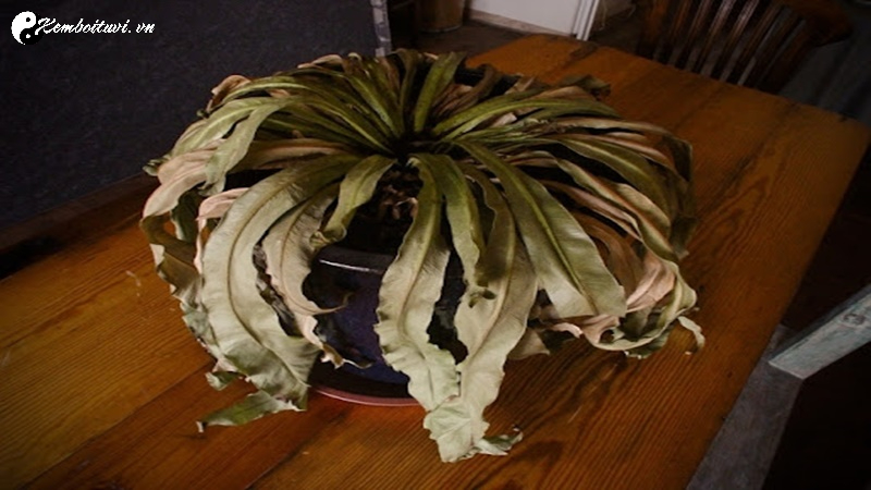 Những Đồ Vật Cũ Cần Tránh Theo Phong Thủy Để Giữ Vận May Trong Nhà