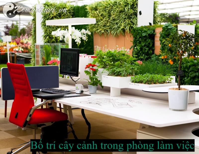 7 Cách Bố Trí Cây Cảnh Trong Văn Phòng Mang Tài Lộc Tức Thì - Cách Số 5 Sẽ Làm Bạn Ngạc Nhiên!