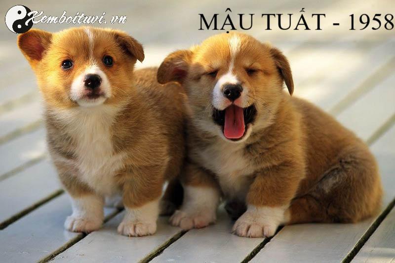 Sinh năm 1958 mệnh gì? Bình Địa Mộc và ý nghĩa phong thủy