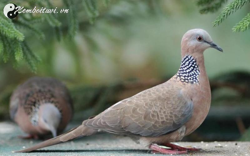 Nu&ocirc;i Cu G&aacute;y Phong Thủy: B&iacute; Quyết Chọn V&agrave; Chăm S&oacute;c Cho T&agrave;i Lộc Dồi D&agrave;o