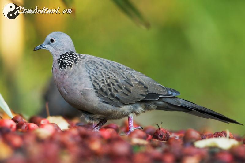 Nu&ocirc;i Cu G&aacute;y Phong Thủy: B&iacute; Quyết Chọn V&agrave; Chăm S&oacute;c Cho T&agrave;i Lộc Dồi D&agrave;o