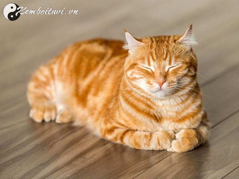 Nu&ocirc;i M&egrave;o Phong Thủy - B&iacute; Quyết Mang T&agrave;i Lộc V&agrave; B&igrave;nh An V&agrave;o Ng&ocirc;i Nh&agrave;