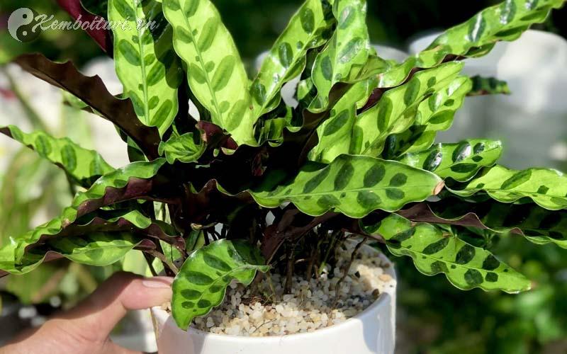 Bí Mật Tài Lộc: Cây Đuôi Công Mang Thịnh Vượng Vào Nhà Bạn Trong 7 Ngày