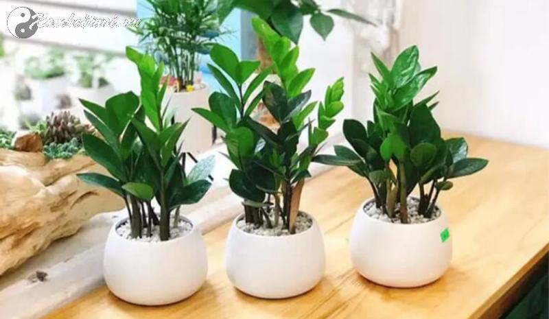 Sắm Cây Kim Tiền Này, Tiền Bạc Sẽ Tự Động Chảy Vào Nhà Bạn Từ 5 Hướng!