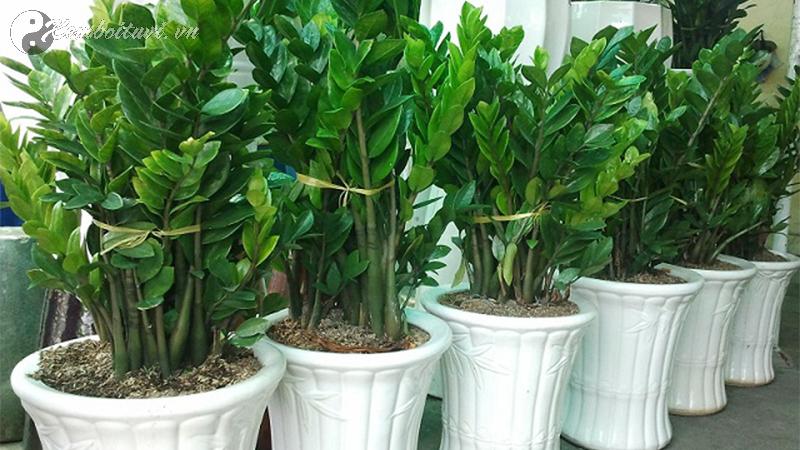 Sắm Cây Kim Tiền Này, Tiền Bạc Sẽ Tự Động Chảy Vào Nhà Bạn Từ 5 Hướng!
