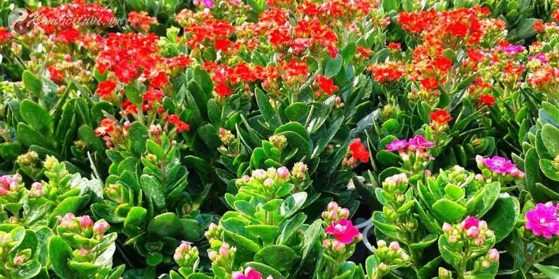 Bí Mật Cây Sống Đời: 5 Cách Đặt Cây Thu Hút Tài Lộc Vào Nhà Bạn Ngay Lập Tức