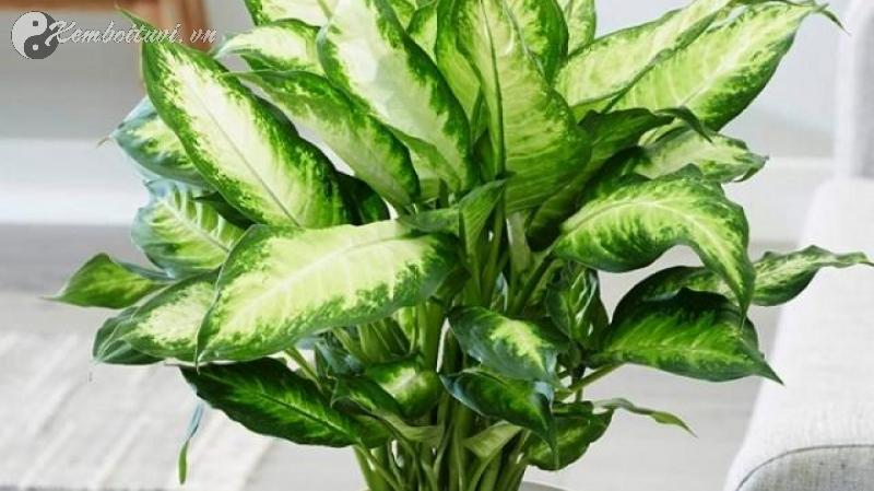 Vạn Niên Thanh – Cây Phong Thủy Hút Tài Lộc, Gia Đạo Bình An, Vượng Khí Dồi Dào!
