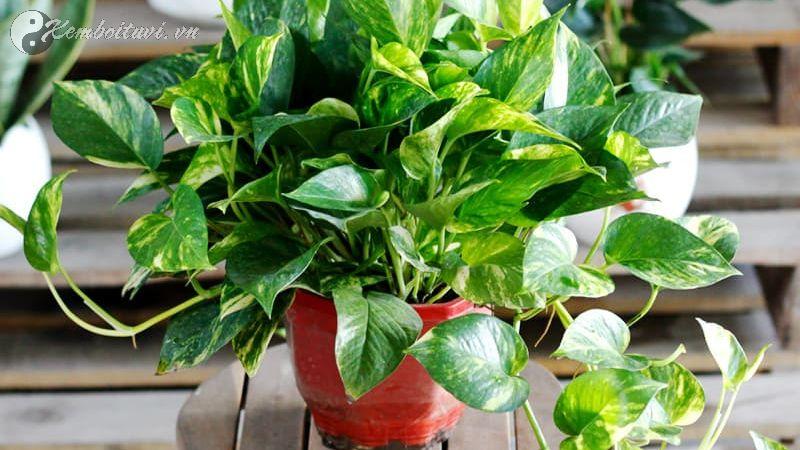 Vạn Niên Thanh – Cây Phong Thủy Hút Tài Lộc, Gia Đạo Bình An, Vượng Khí Dồi Dào!