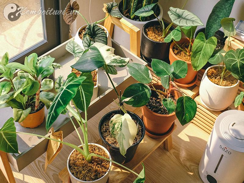 Cây Phong Thủy Giúp Hút Tài Lộc, Hóa Giải Vận Xui – Bạn Đã Chọn Đúng Chưa?