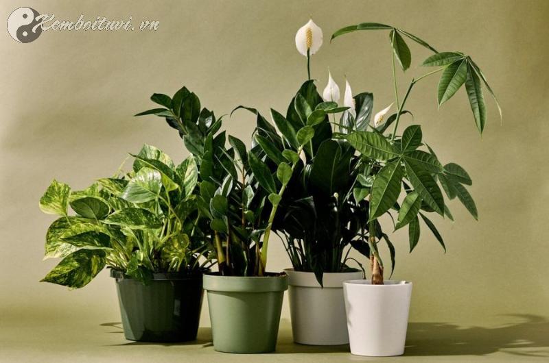 Cây Phong Thủy Giúp Hút Tài Lộc, Hóa Giải Vận Xui – Bạn Đã Chọn Đúng Chưa?