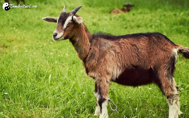 Xông Đất Gia Chủ Tuổi Mùi - Bí Quyết Đón Năm Mới An Khang Thịnh Vượng