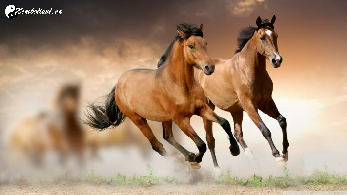 X&ocirc;ng Đất Gia Chủ Tuổi Ngọ - B&iacute; Quyết Đ&oacute;n Vận May Đầu Năm Mới