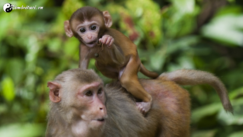 Bí Quyết Chọn Người Xông Đất Hợp Mệnh Cho Gia Chủ Tuổi Thân